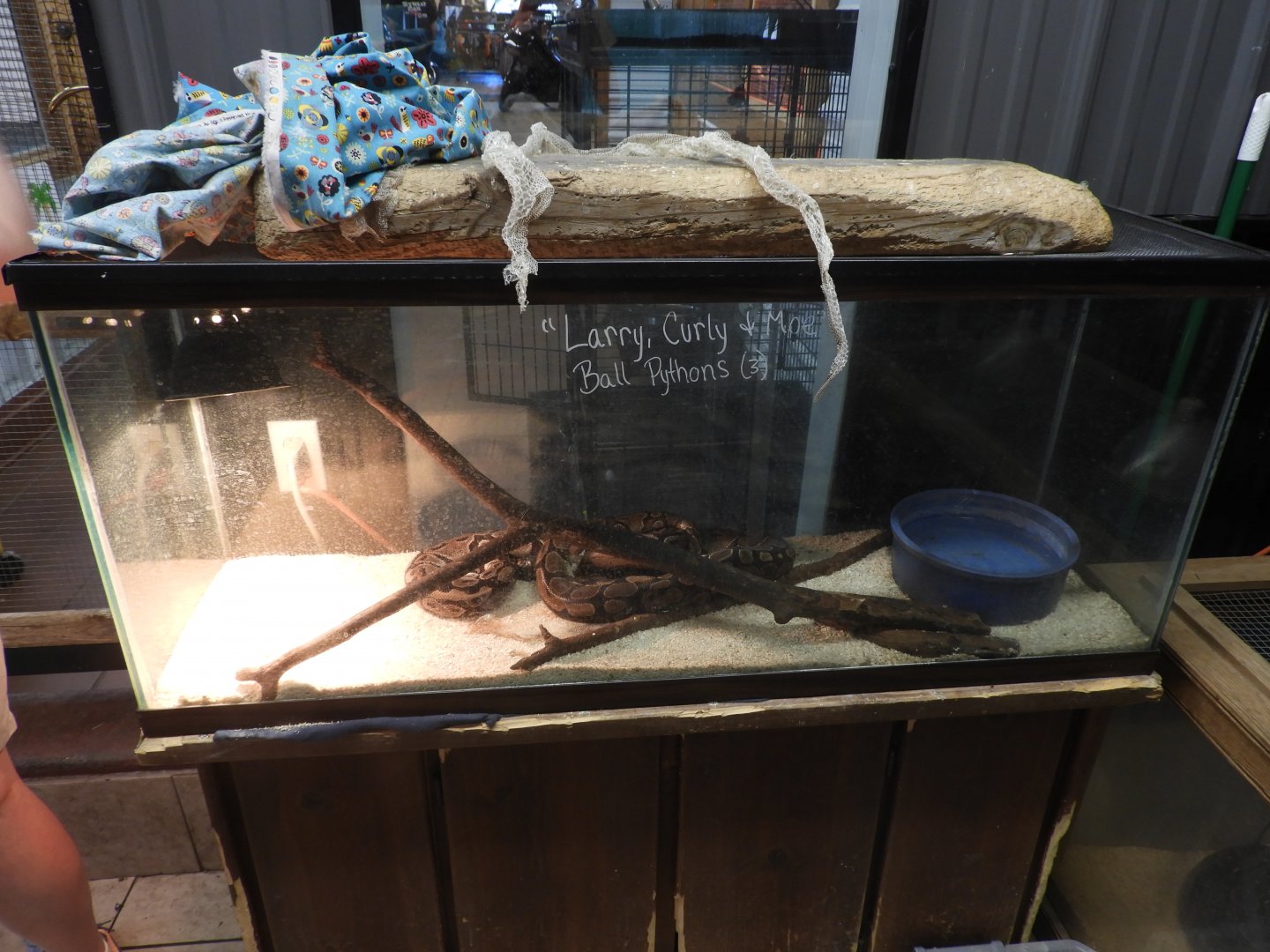 Ball Python exhibit - Motorcycle Shop - Doc's Harley-Davidson