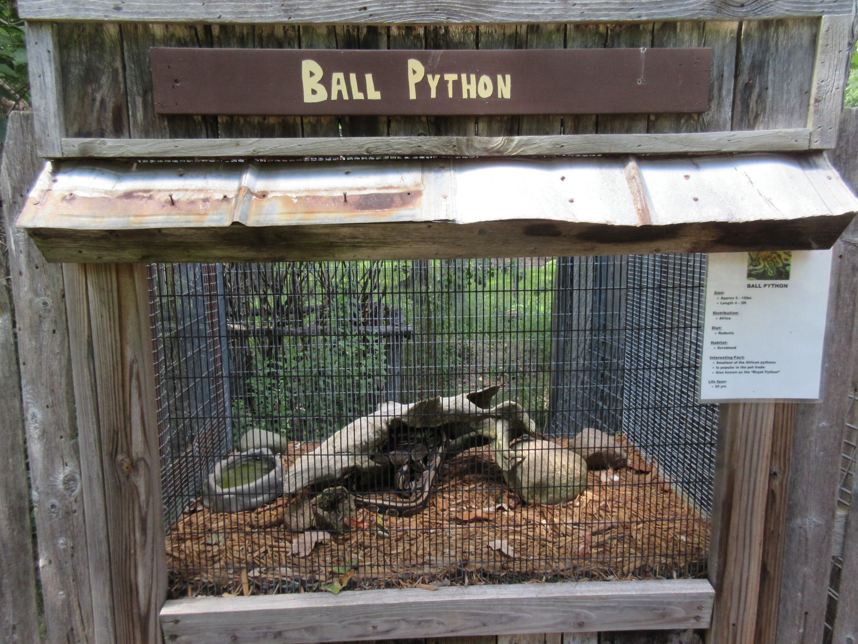 Ball Python Exhibit
