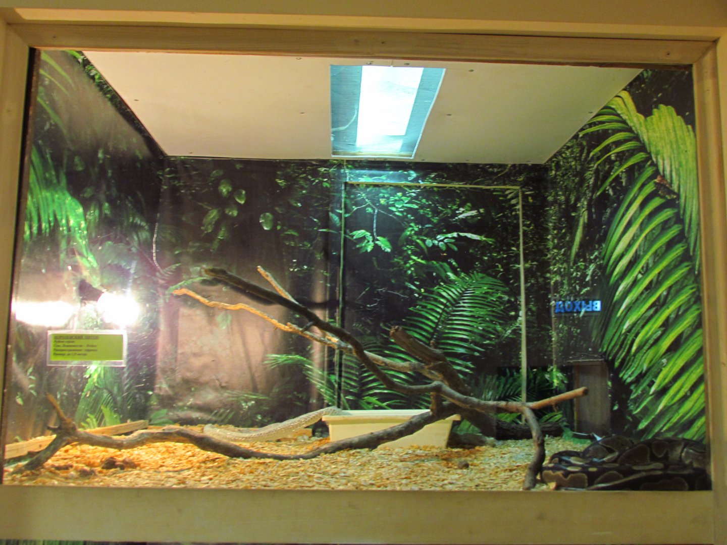 Ball python exhibit