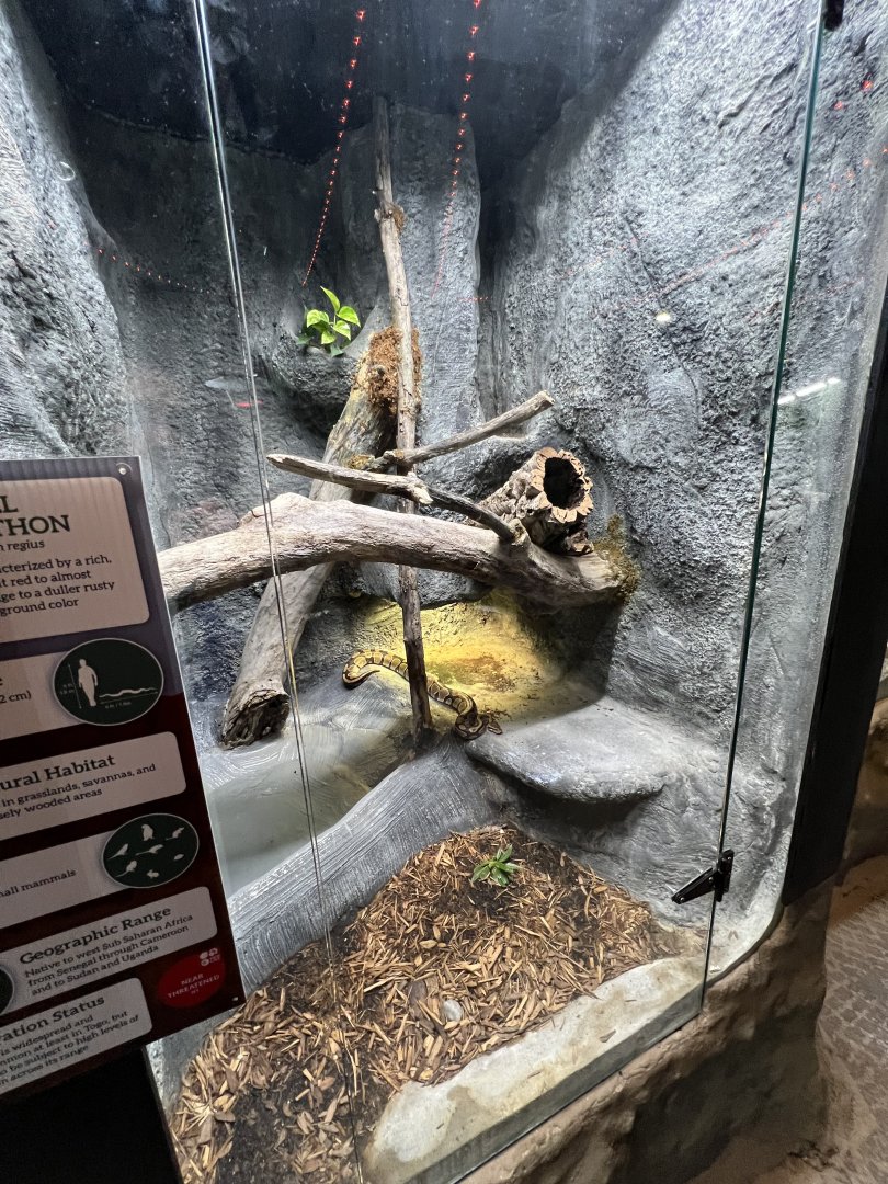 Ball Python Exhibit