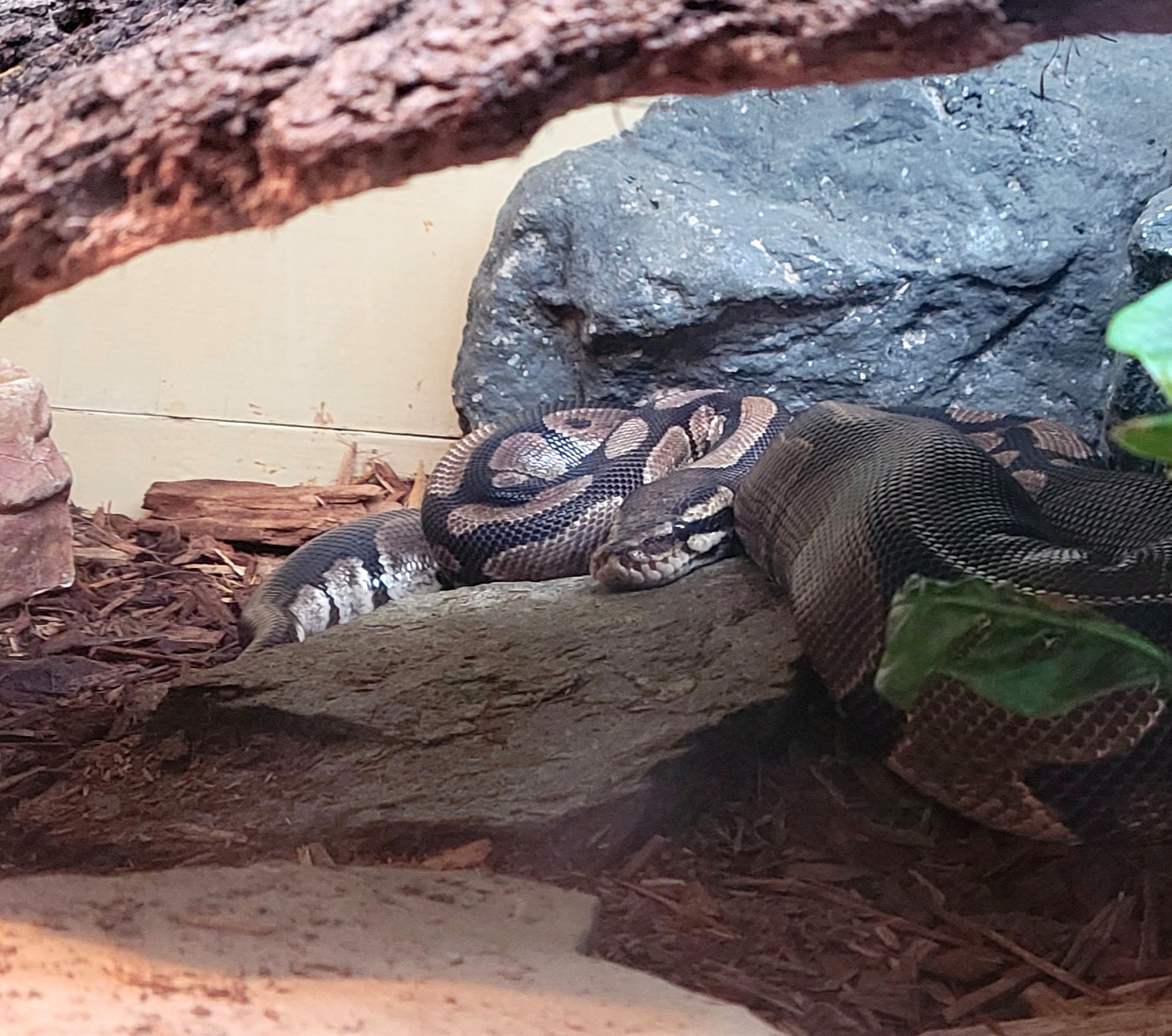 Ball Python-Greenville Zoo-April 2025