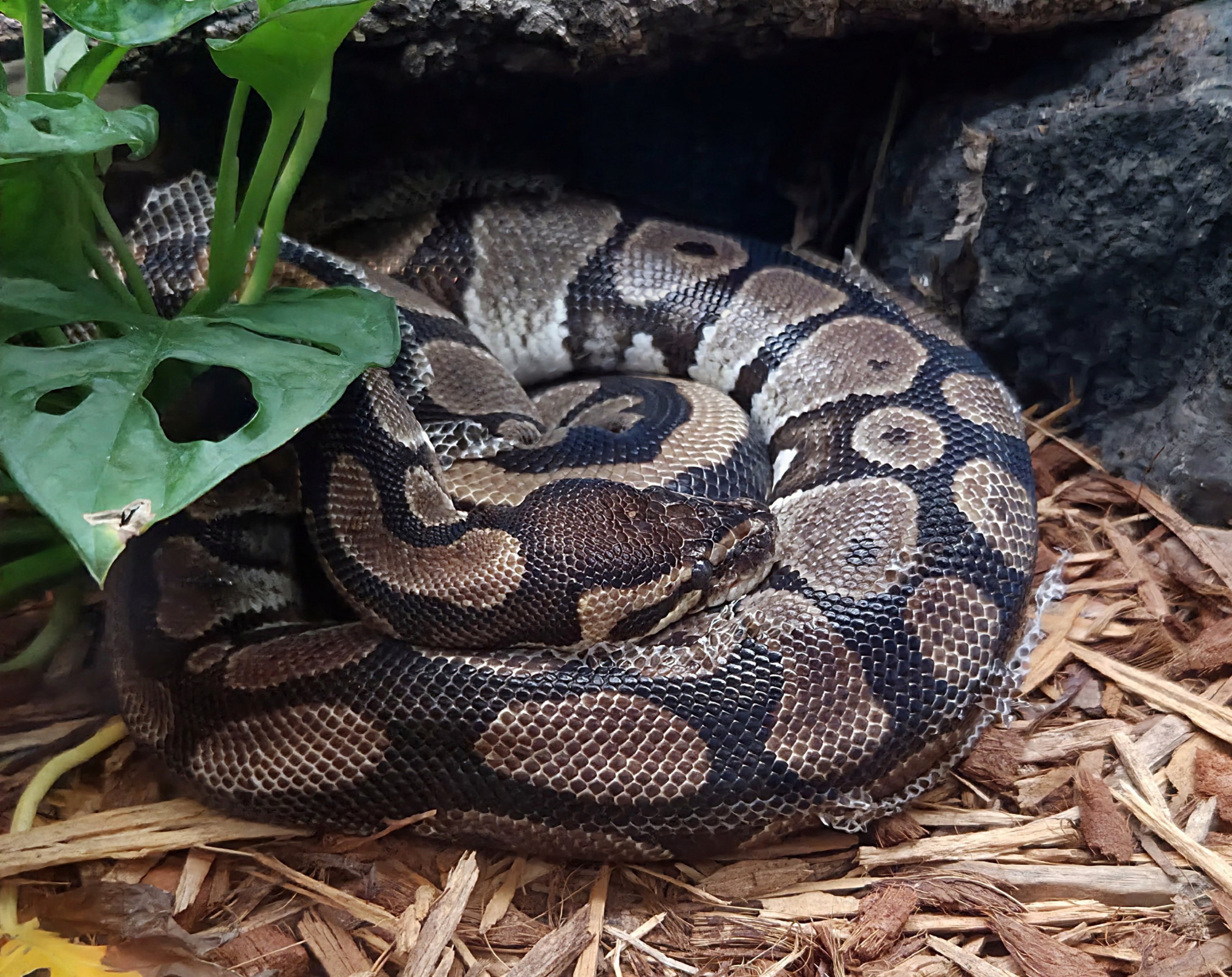 Ball Python  - Greenville Zoo