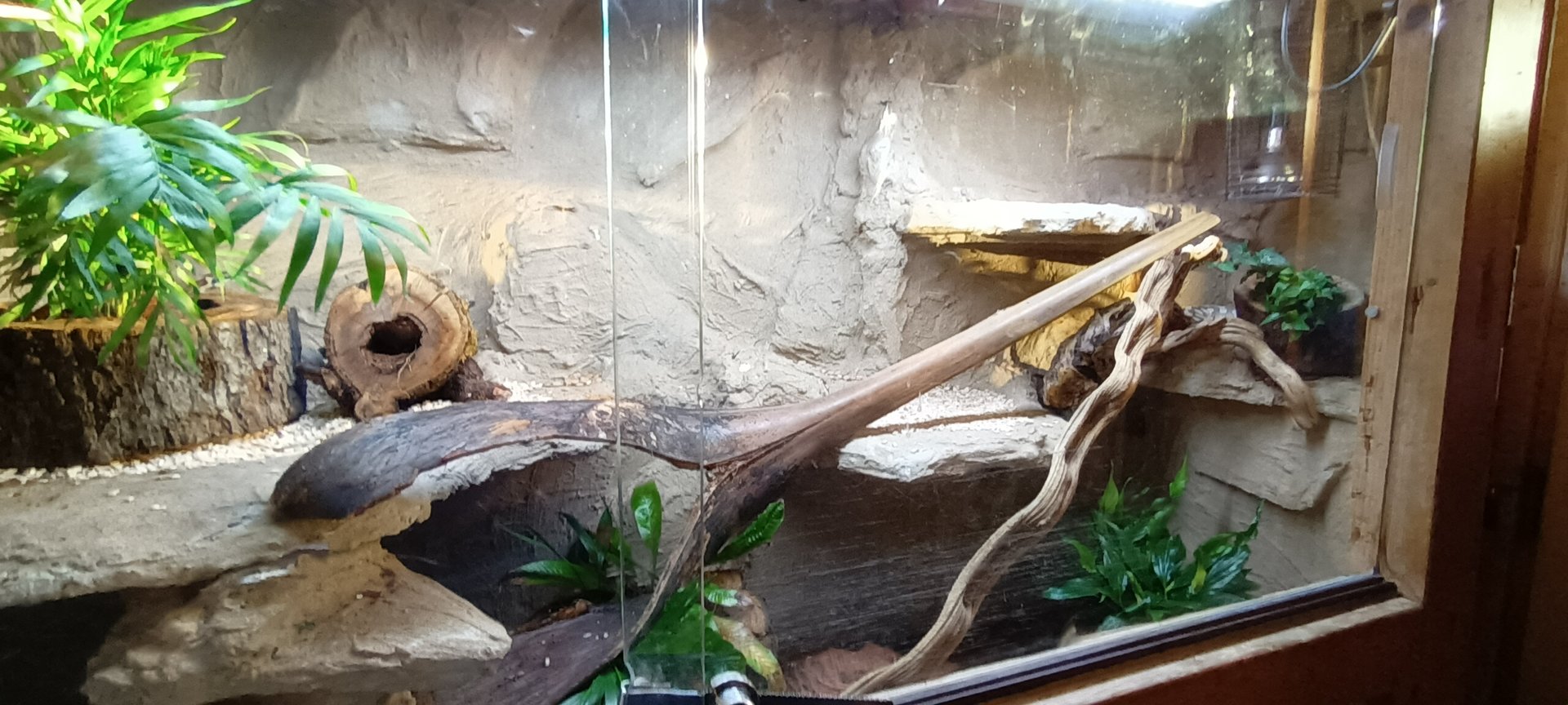 Ball Python Habitat