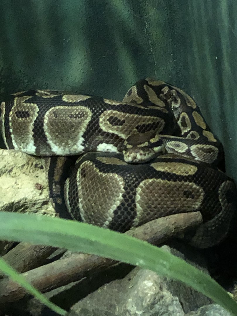 Ball Python | Henry Vilas Zoo