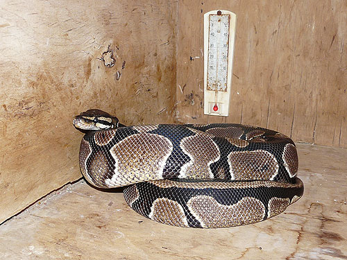 Ball Python in Kishinev Zoo