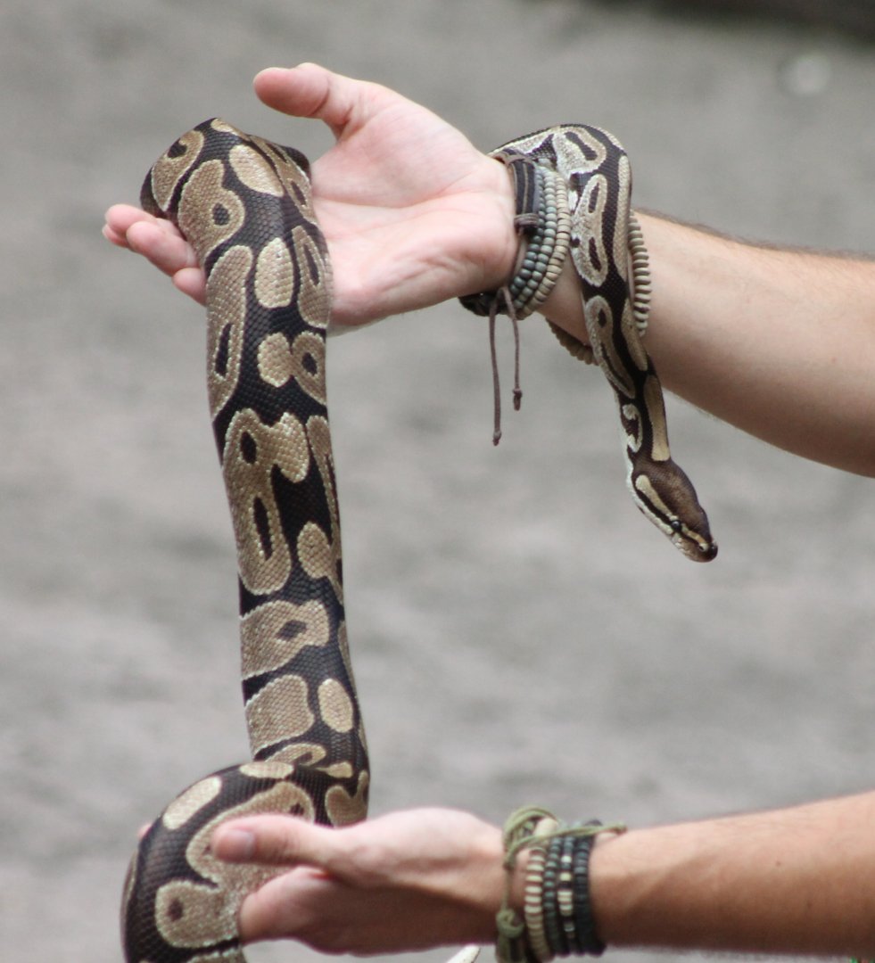 Ball python in the Animal-show