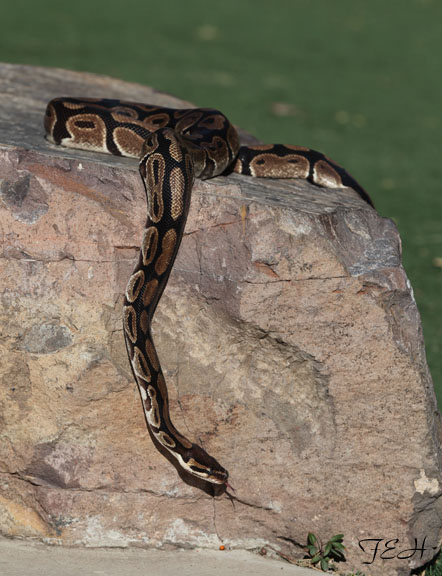 ball python - March 3, 2012