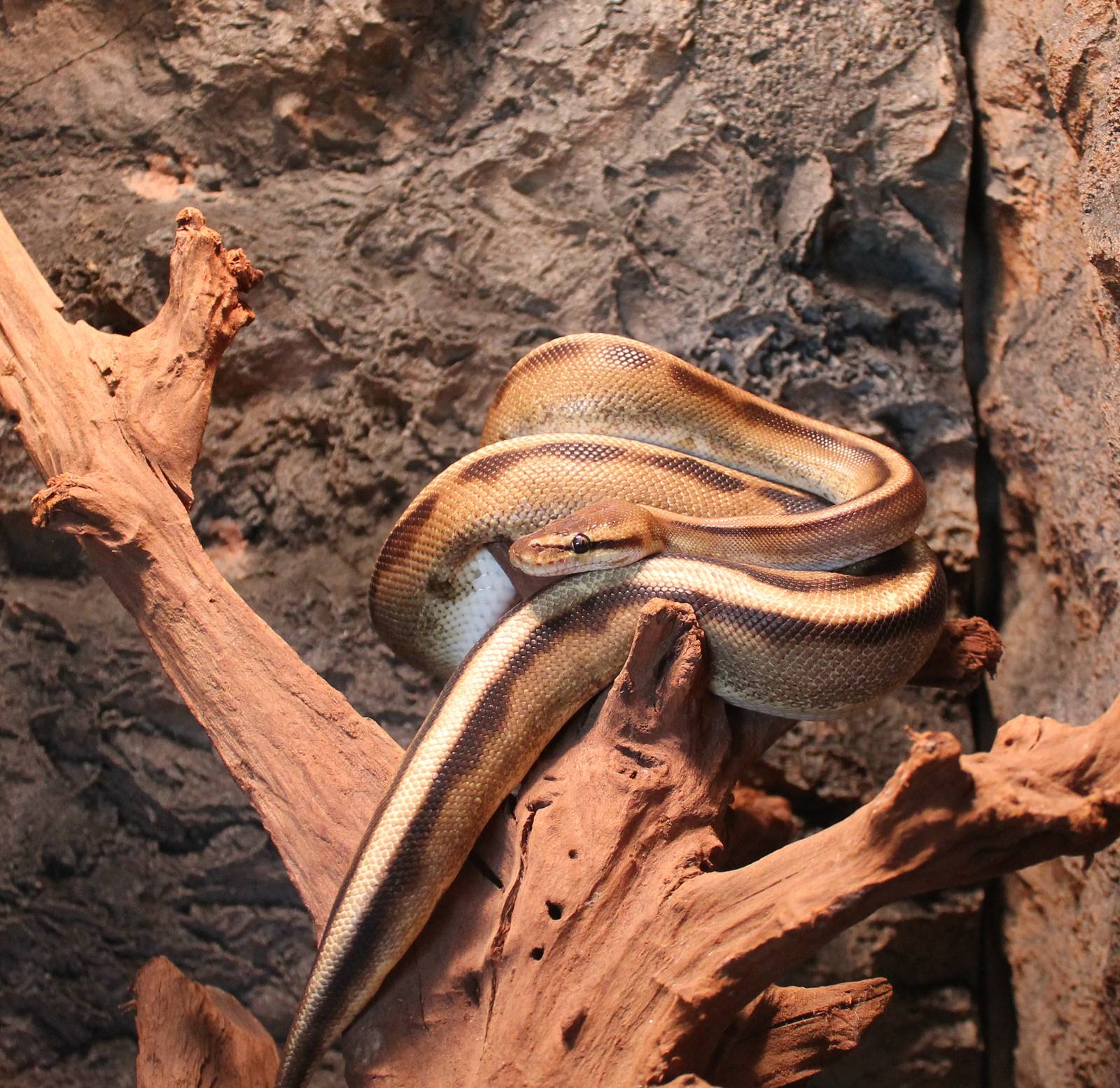 Ball python mutation