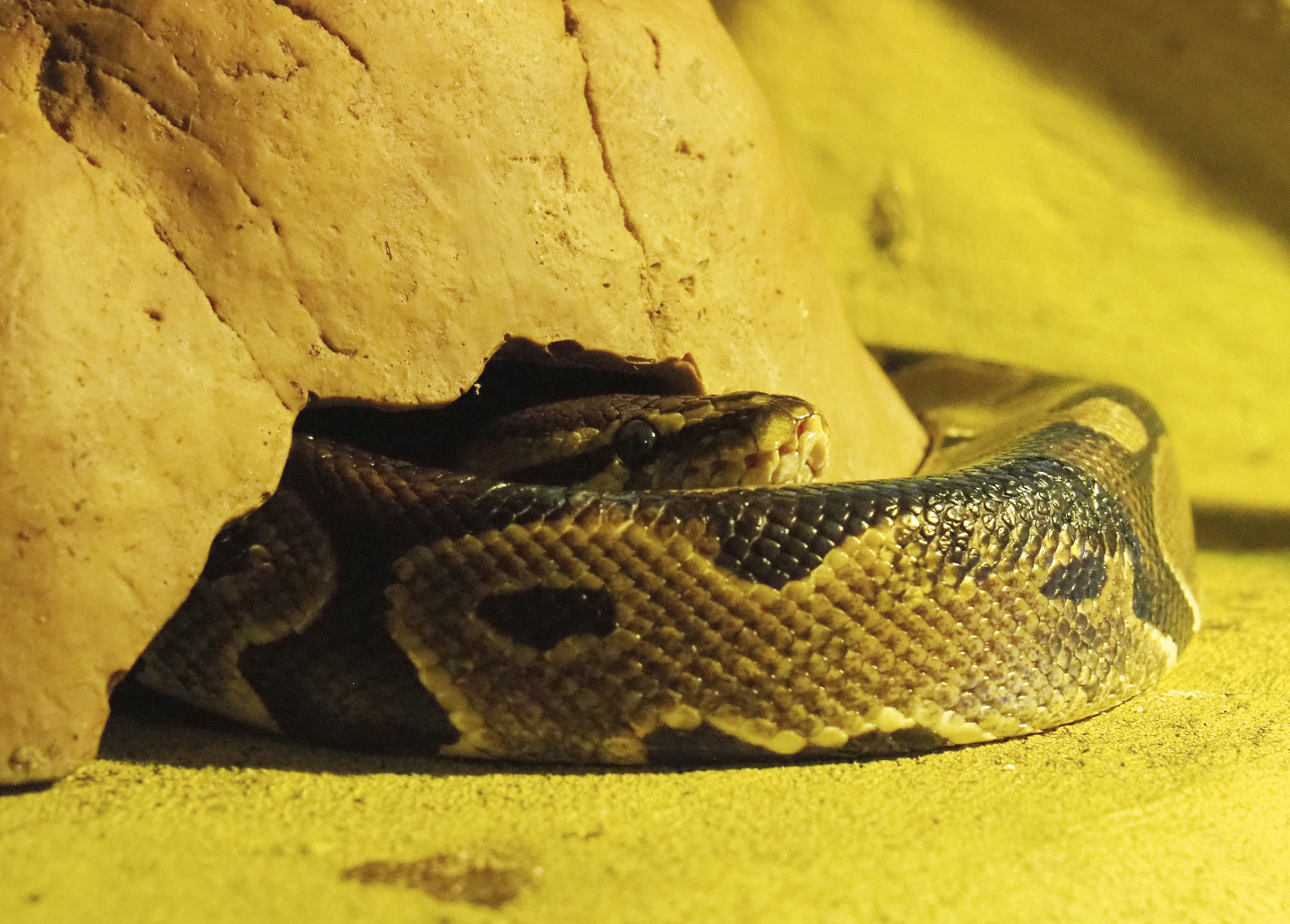 Ball python (Python regius), 2020-09-12