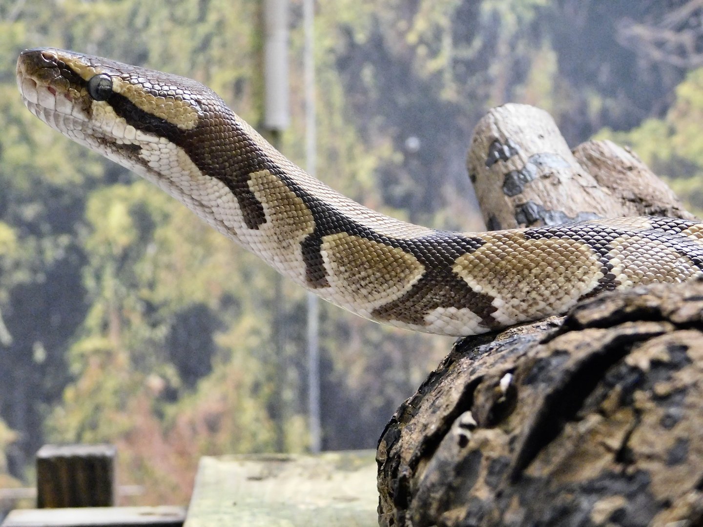 Ball Python (Python regius) March 2, 2025