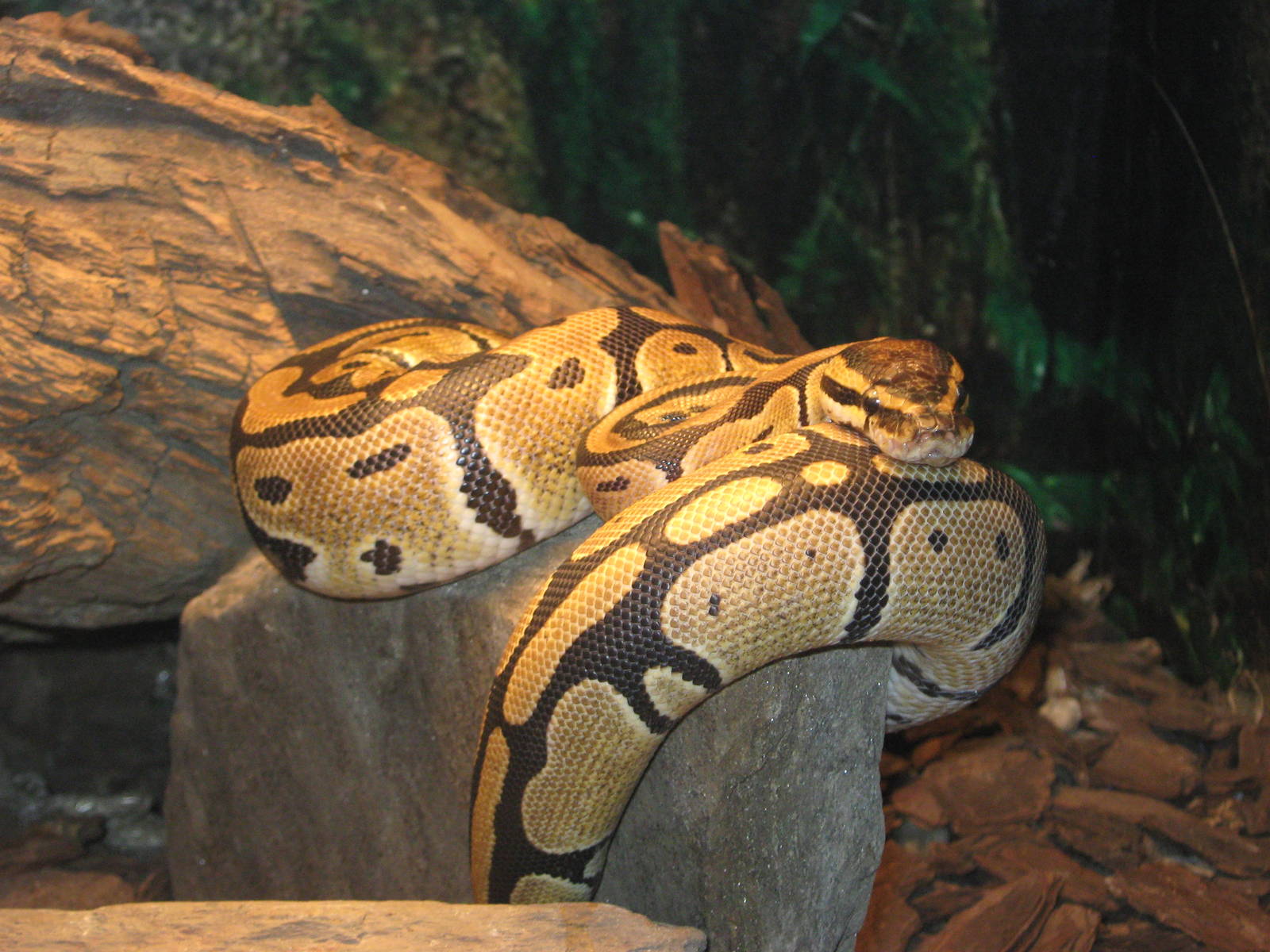 ball python (Python regius)