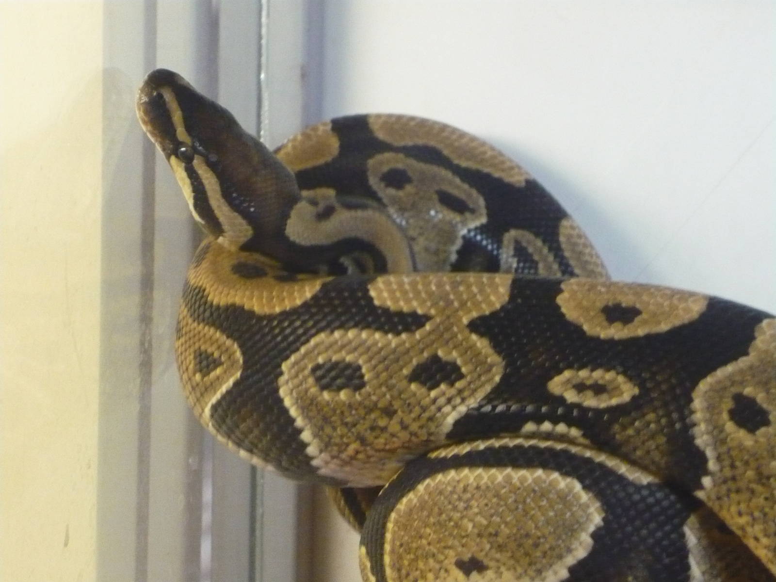 Ball python (Python regius)