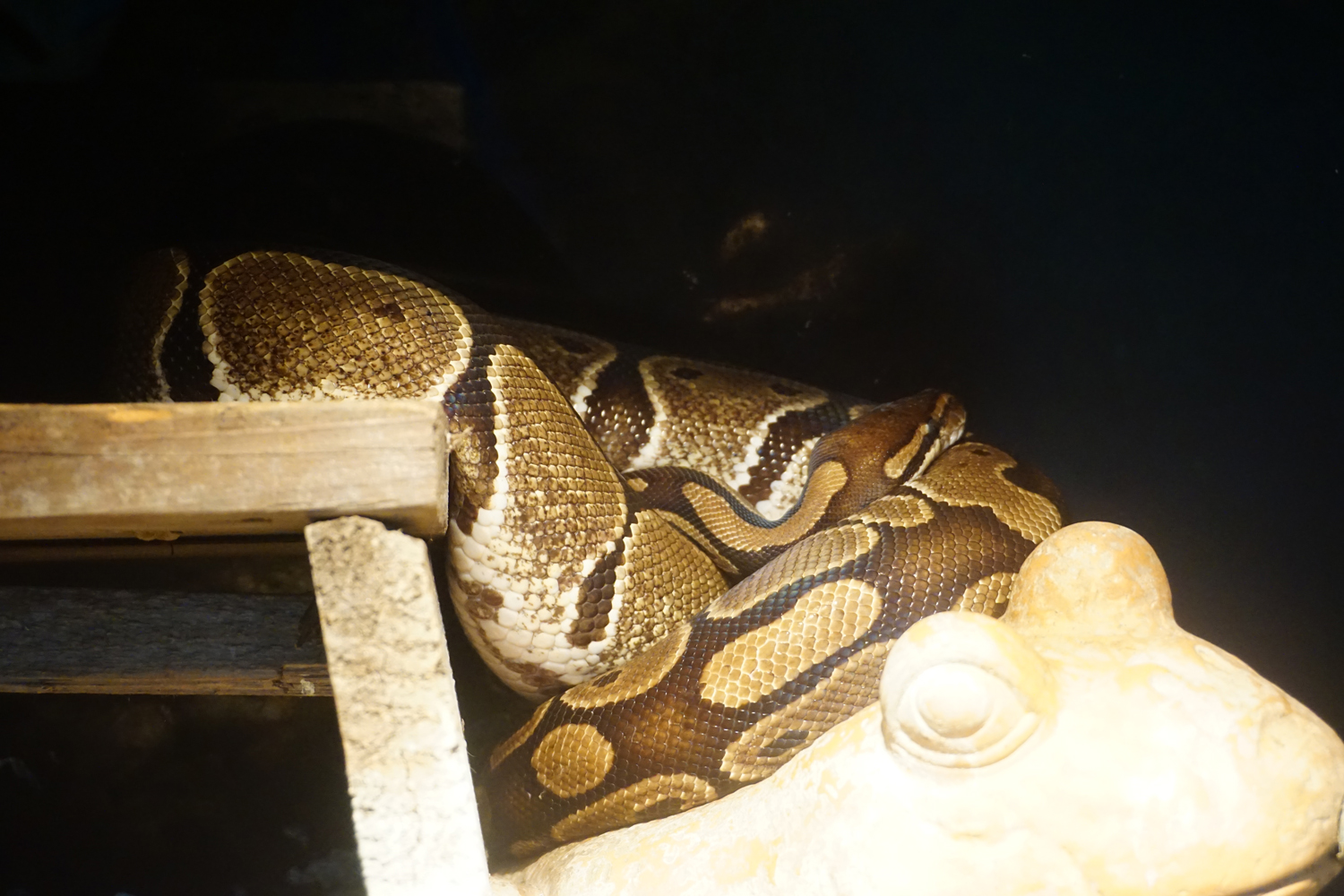 Ball python (Python regius)