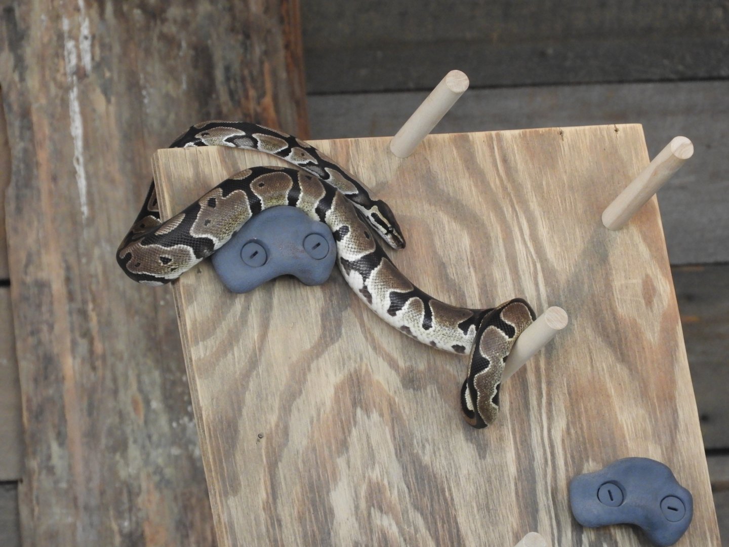 Ball Python (Python regius)