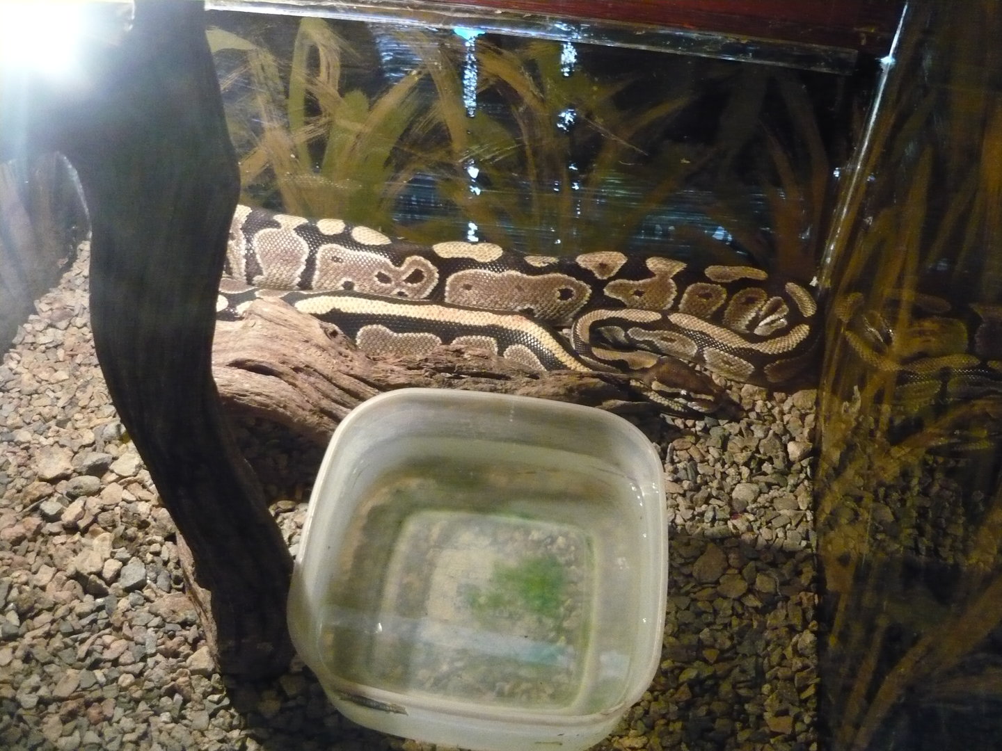 Ball python (Python regius)