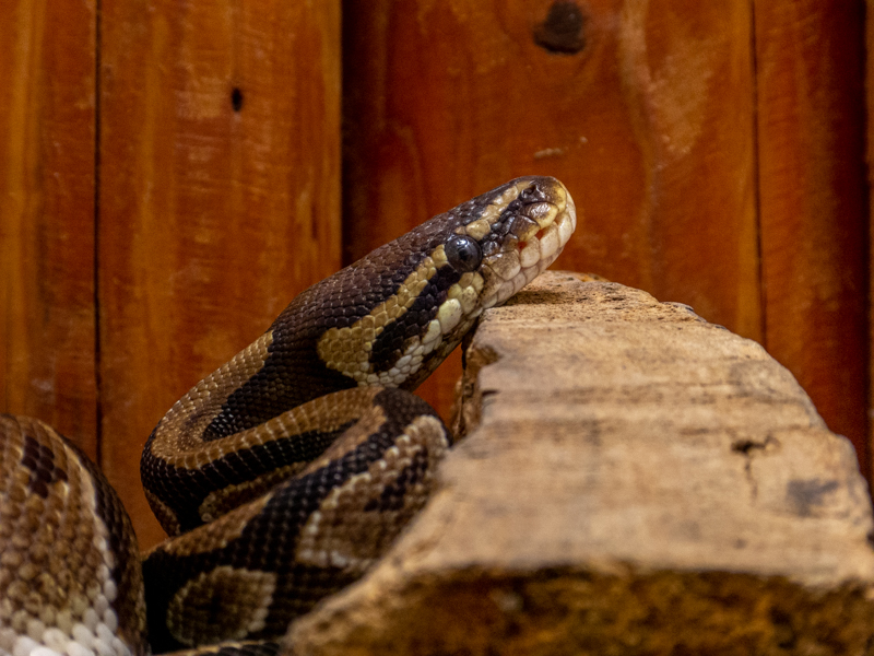 Ball python (Python regius)