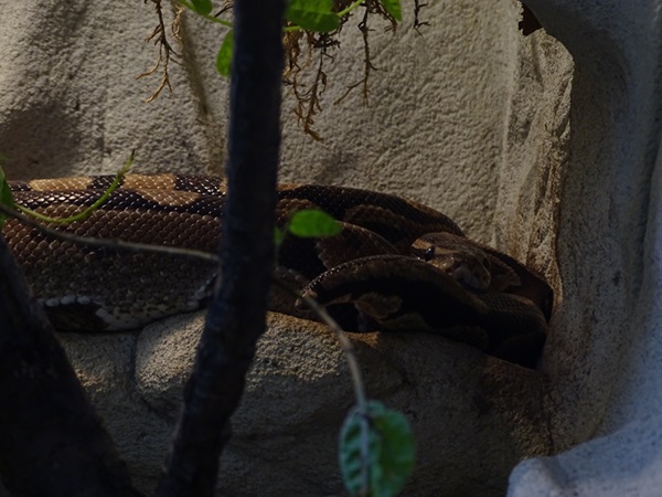 Ball python (Python regius)