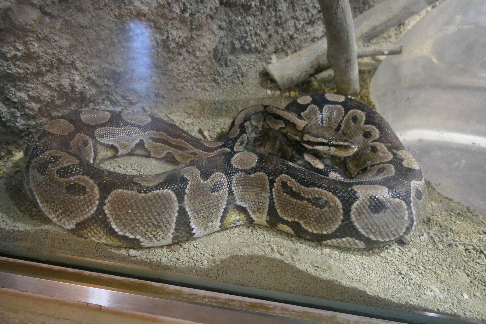 Ball Python (Python regius)