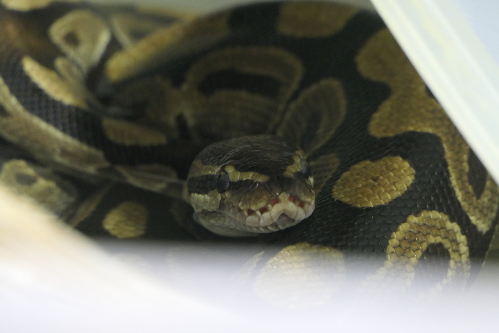Ball Python (Python regius)