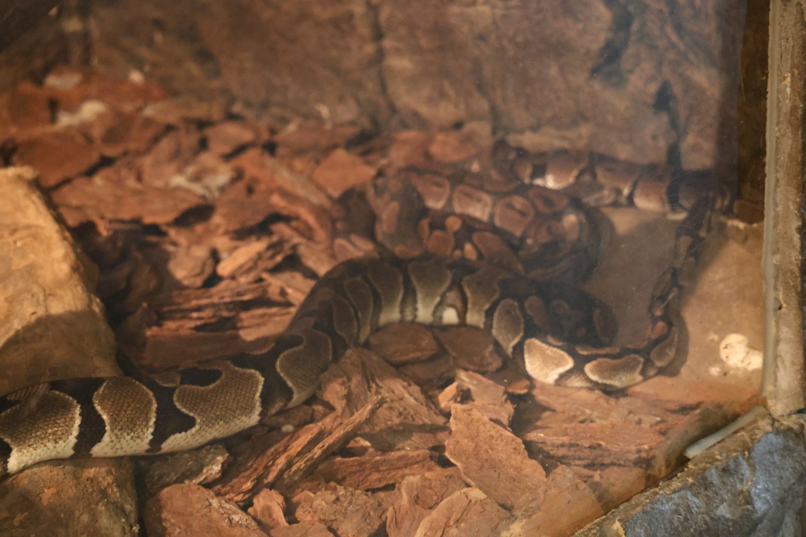 Ball python (Python regius)