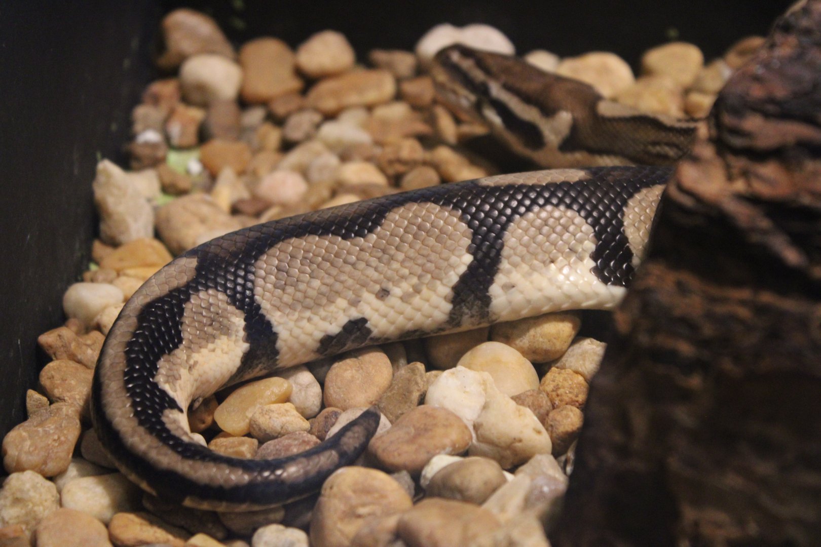 Ball Python (Python regius)