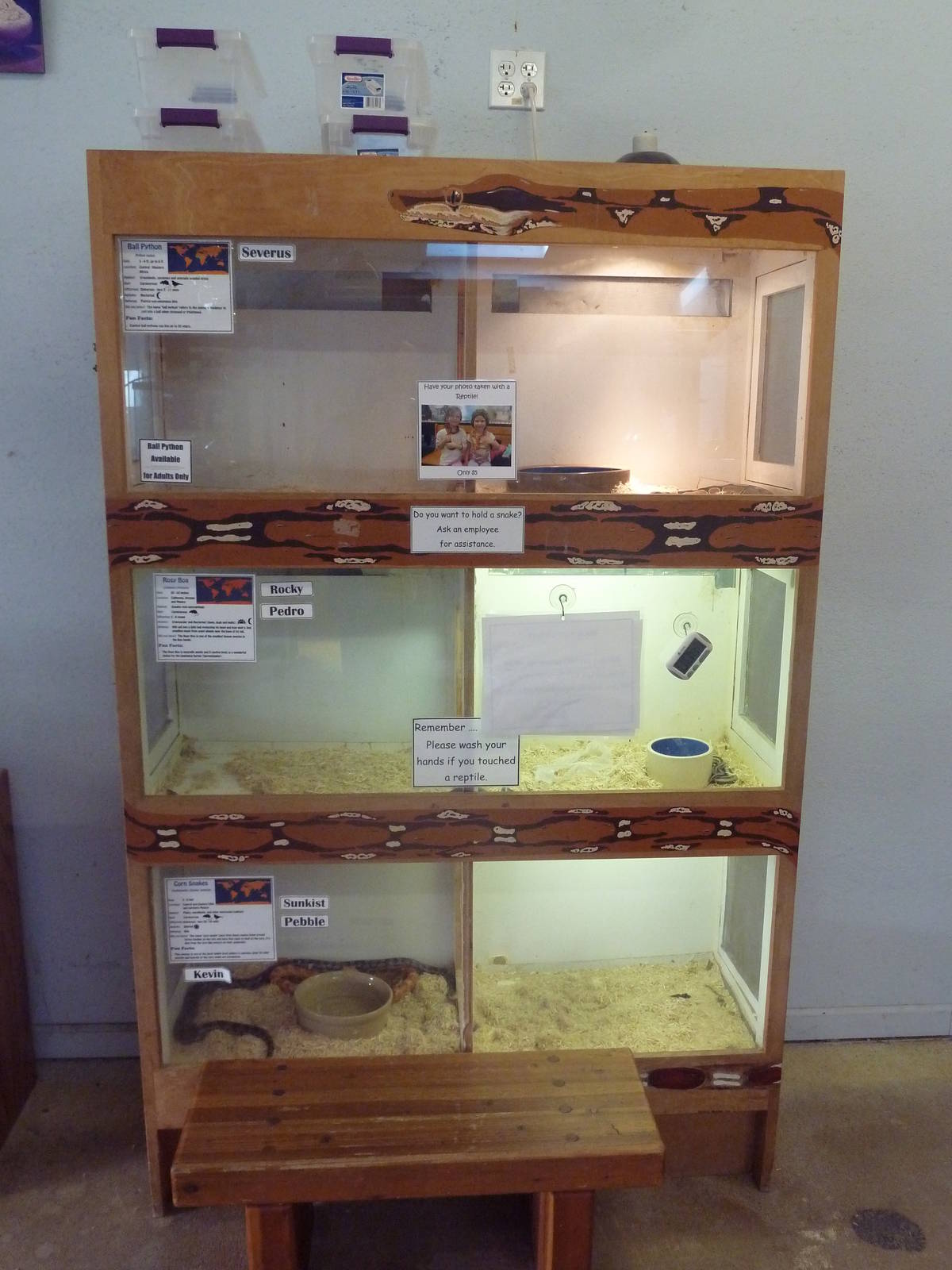 Ball Python + Rosy Boa + Corn Snake Exhibits