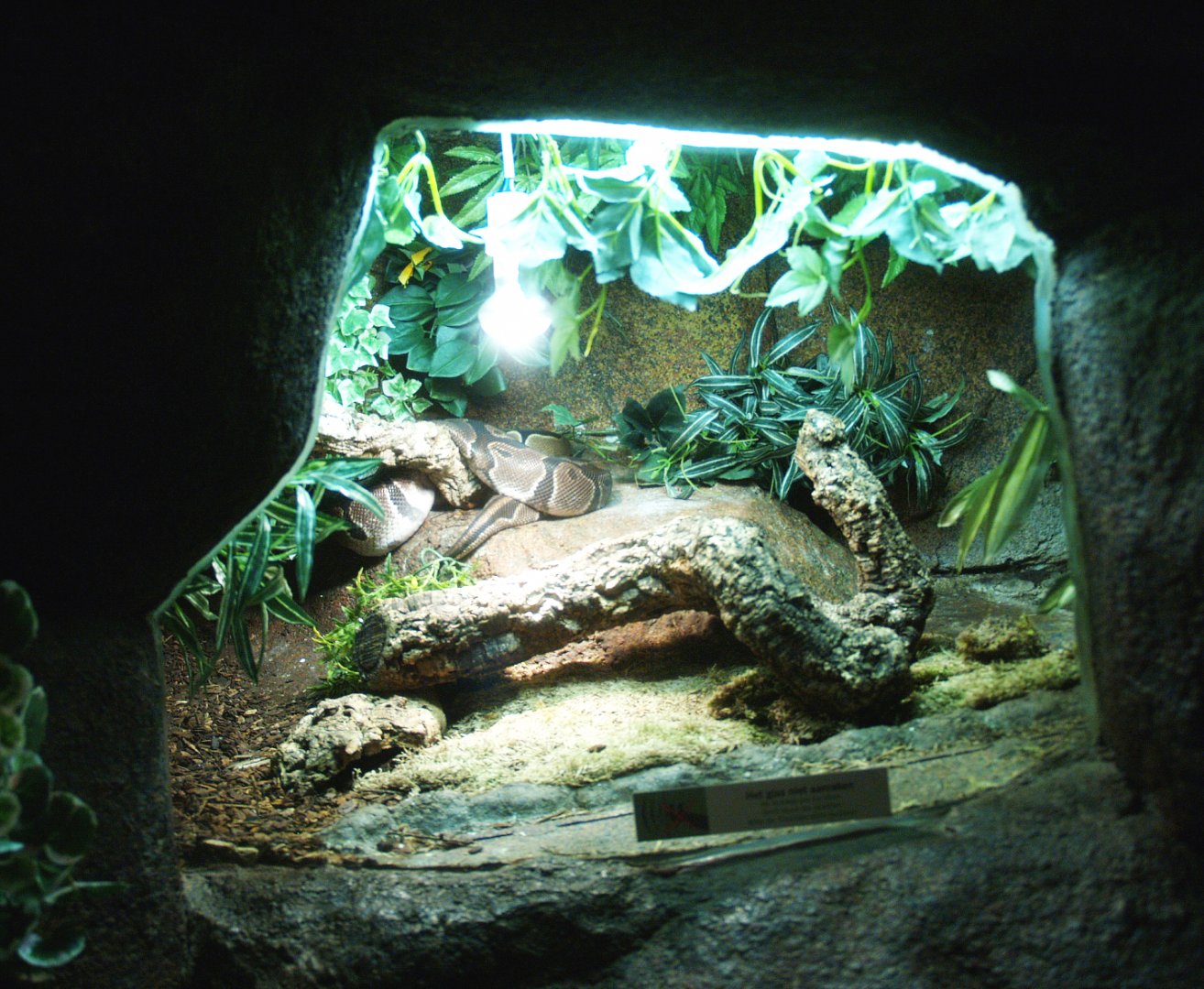 Ball python terrarium, 2014-02-16