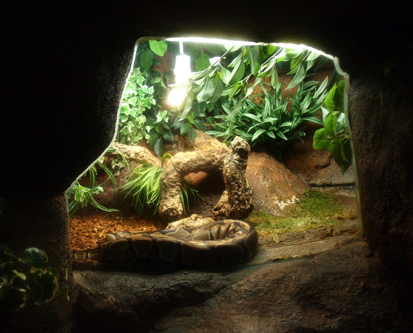 Ball python terrarium, 2017-02-06
