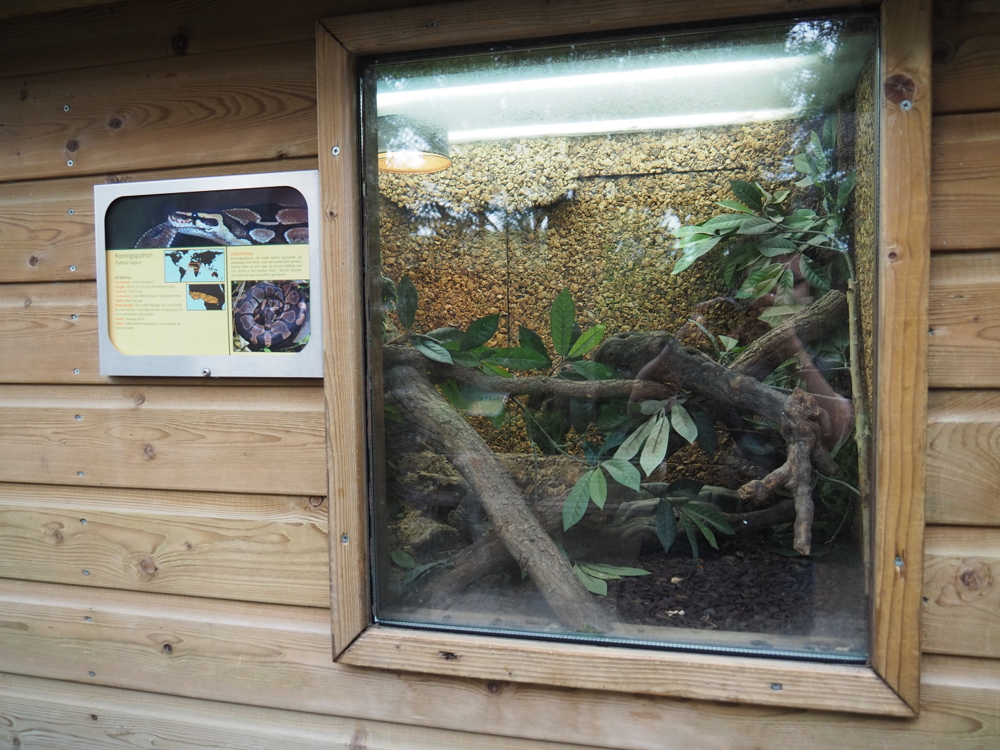 Ball python terrarium, 2019-05-25