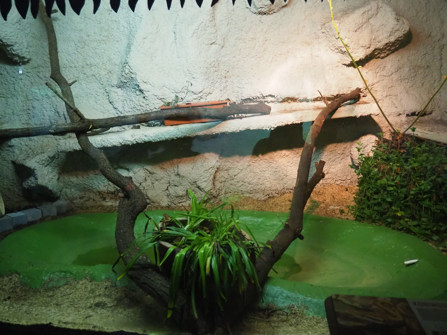 Ball python terrarium, 2019-08-04