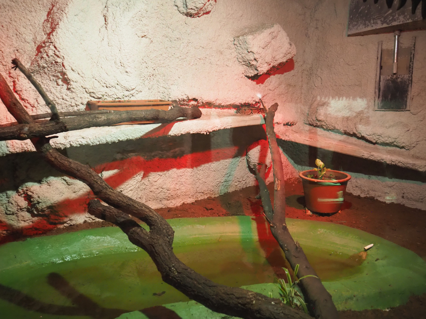 Ball python terrarium, 2020-06-20