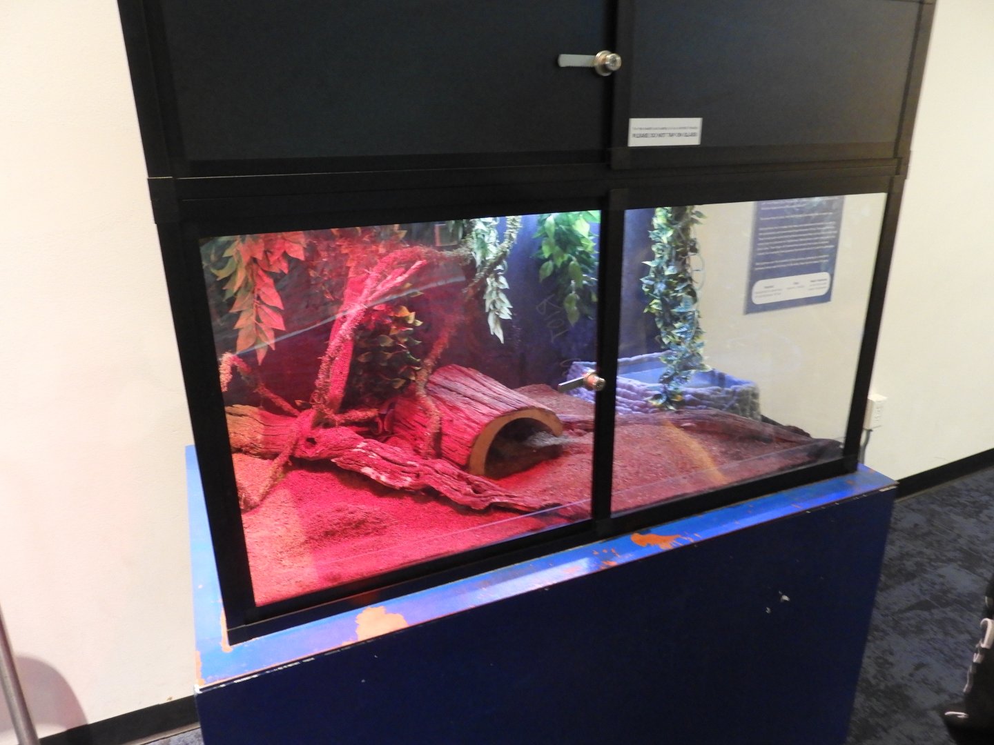 Ball Python terrarium - Reiman Aquarium