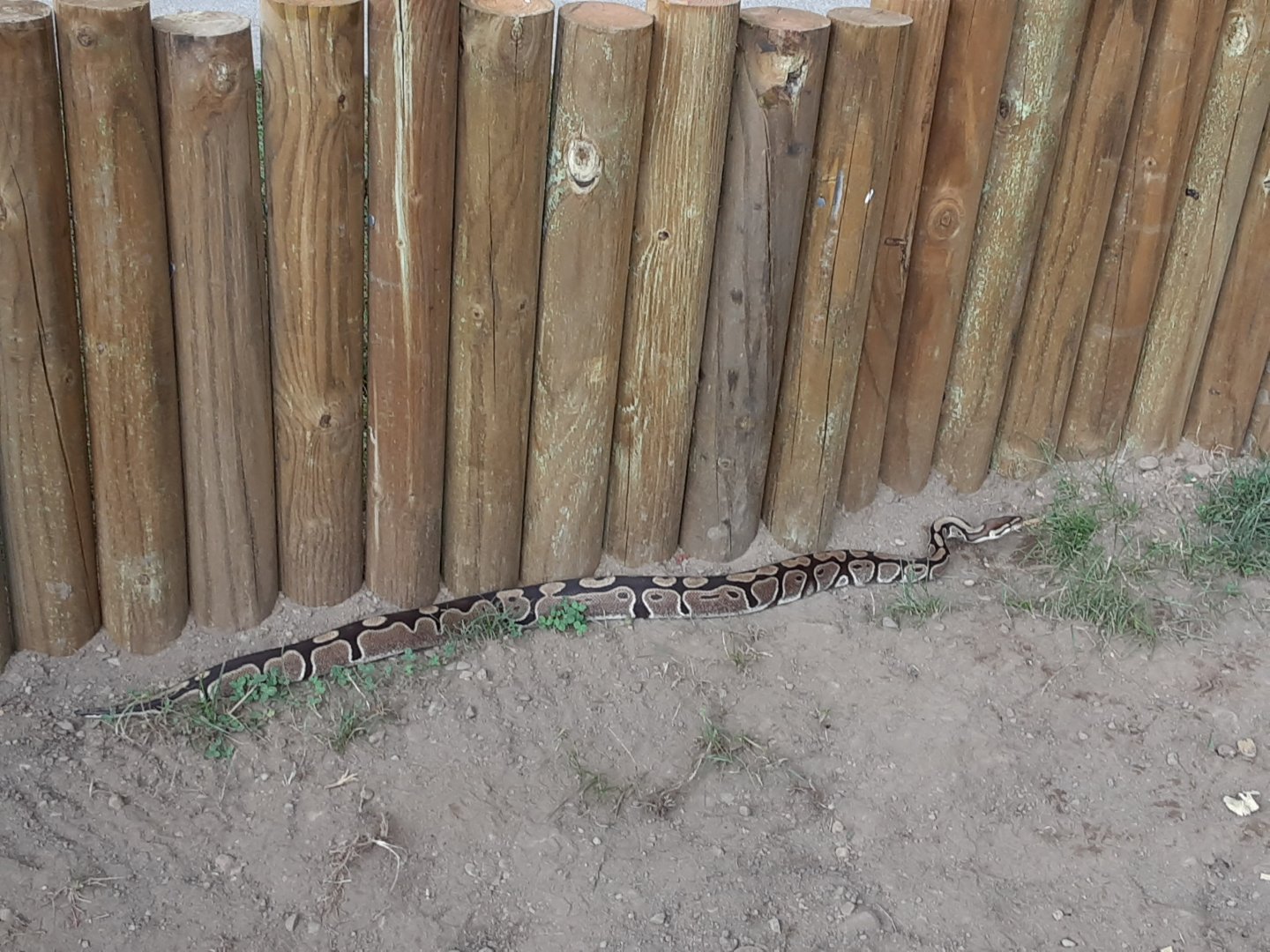 Ball Python using Exercise Yard