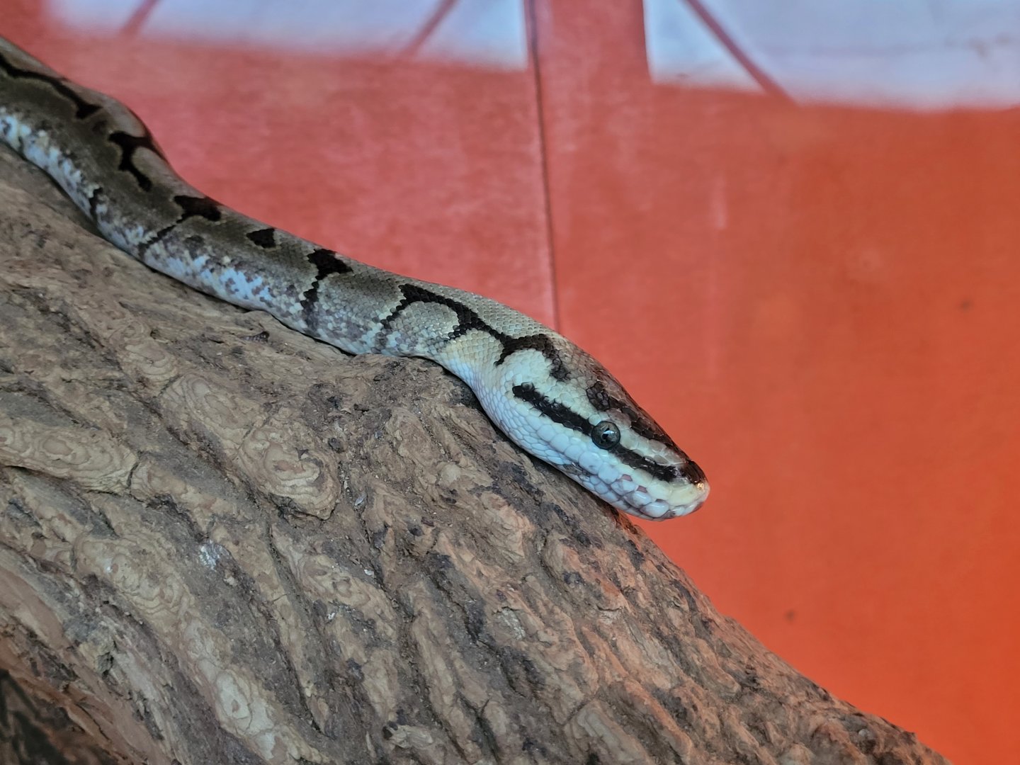Ball python -Zoo de Santillana del Mar (2023)