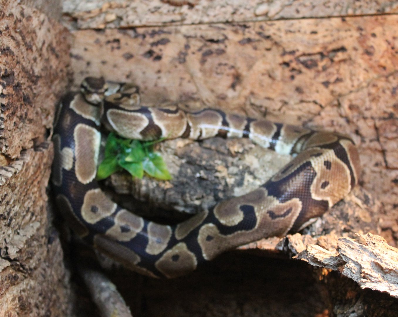 Ball python