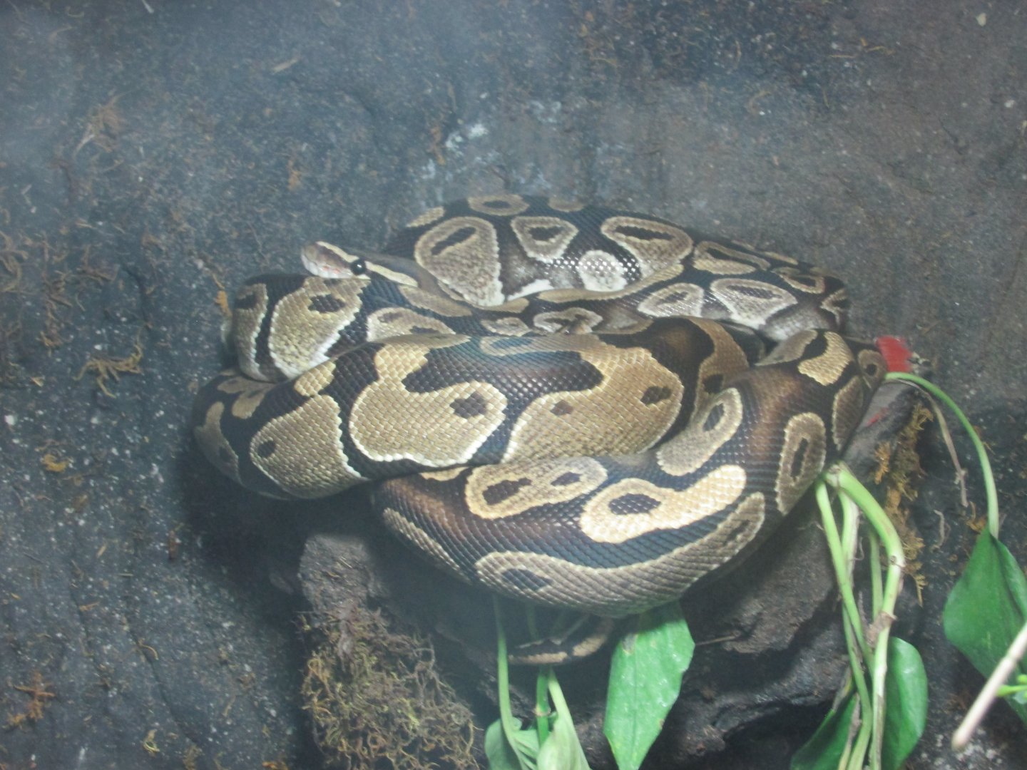 ball python