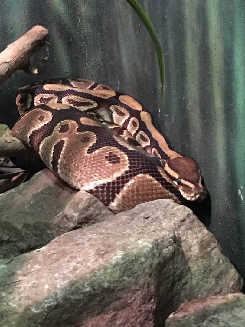 Ball Python