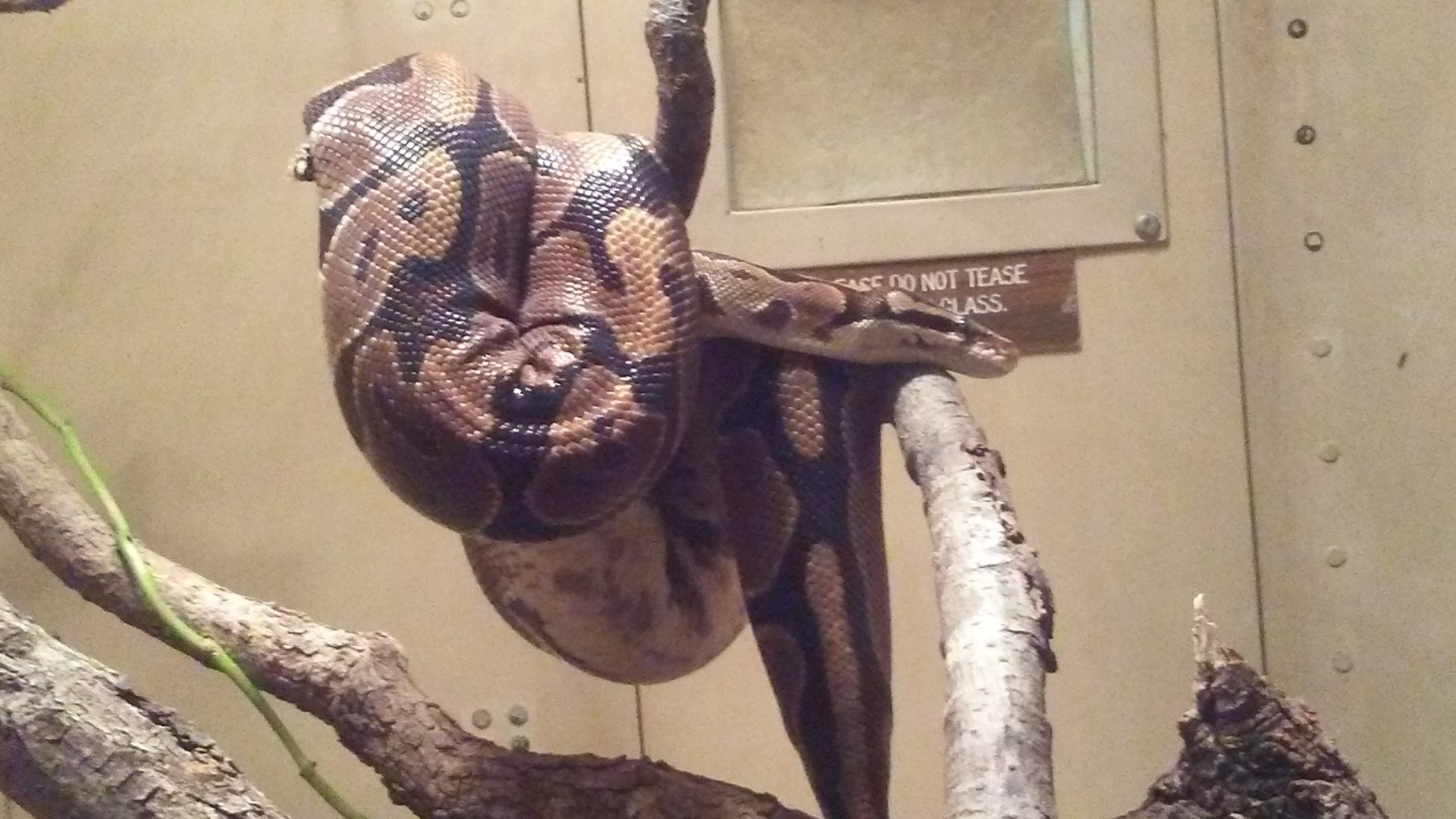 Ball python