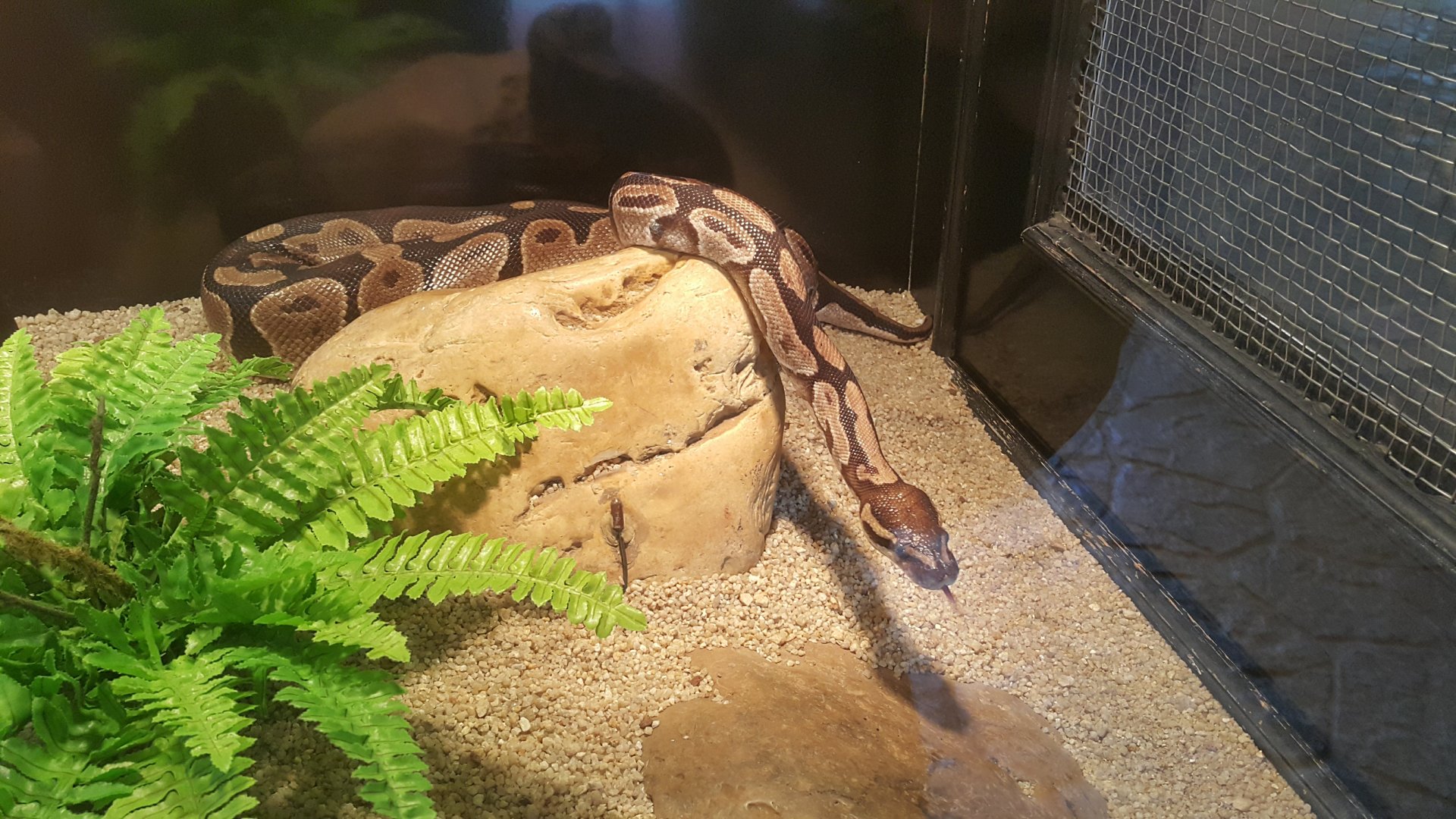 Ball Python