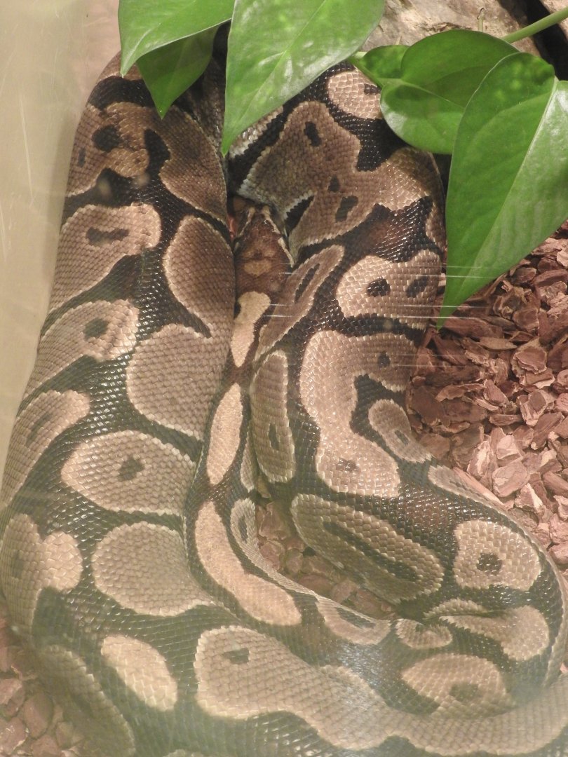 Ball Python