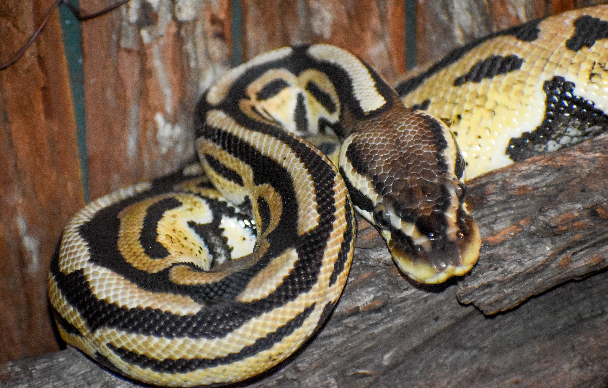 Ball Python