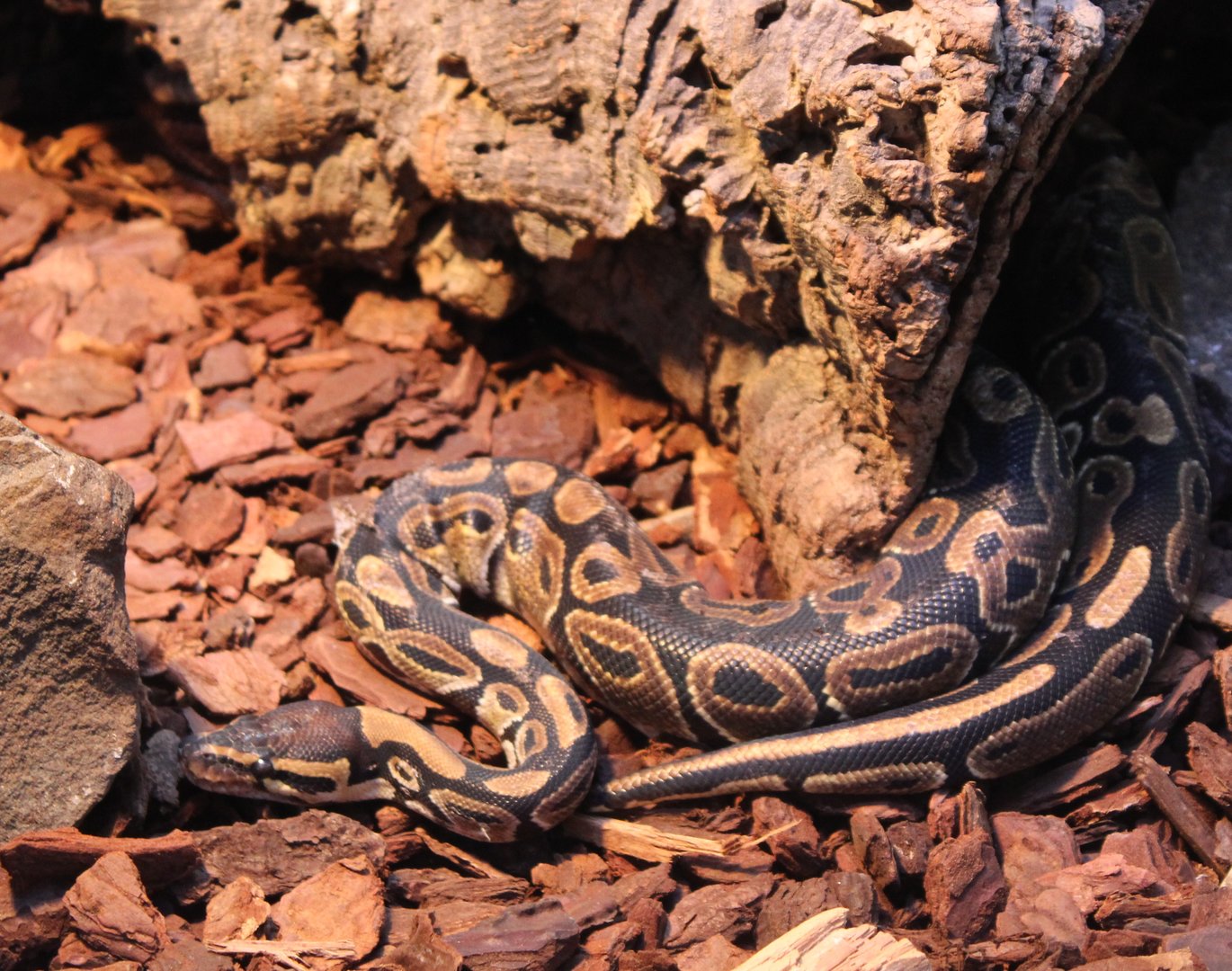 Ball python