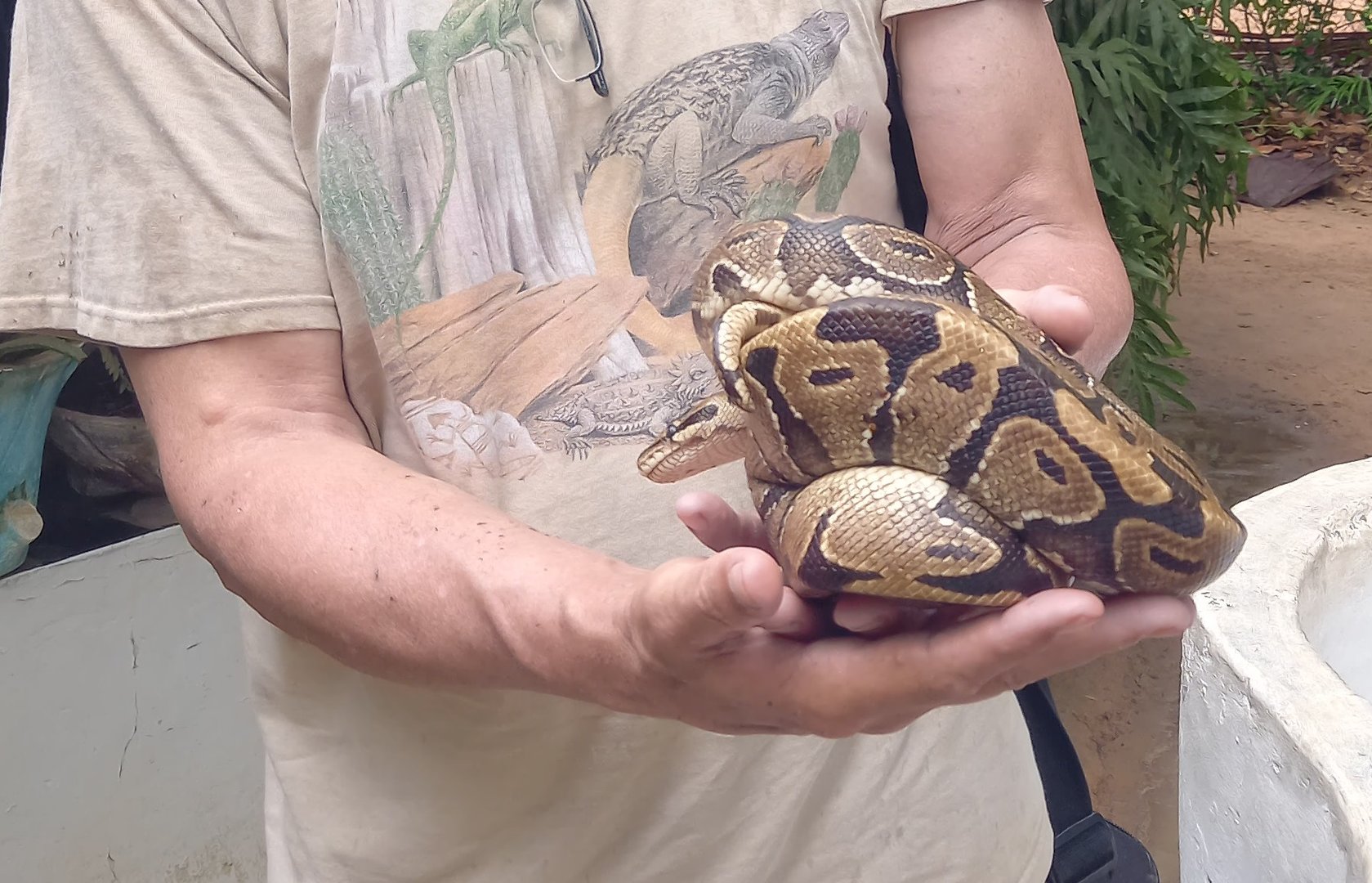 Ball python