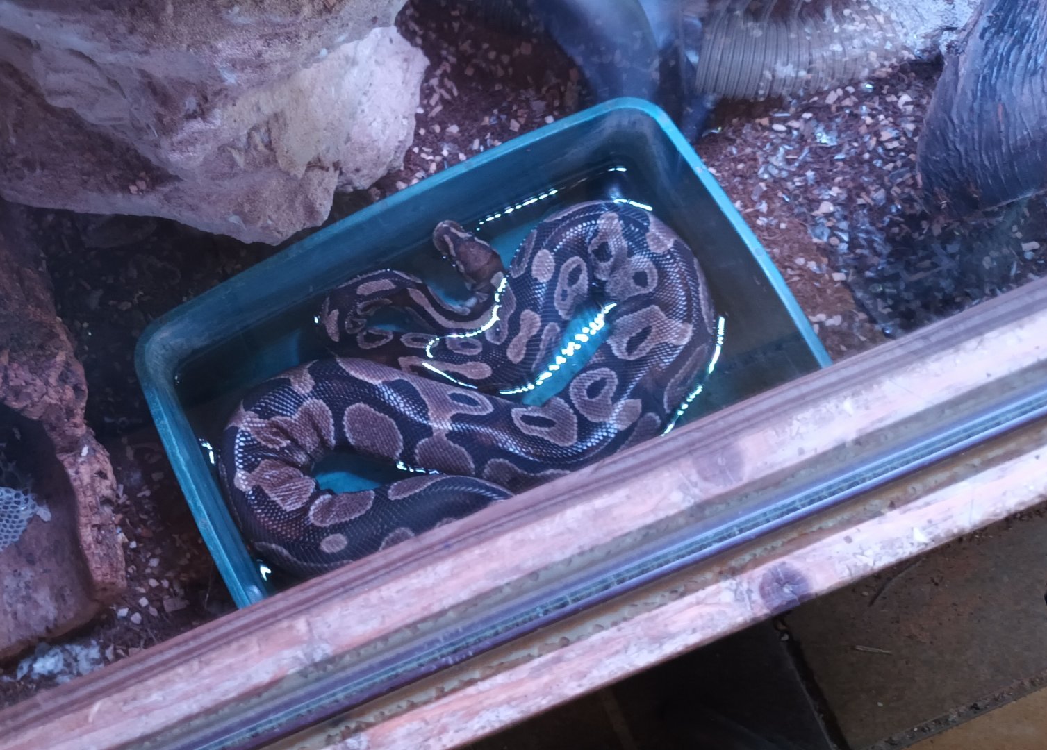 Ball Python
