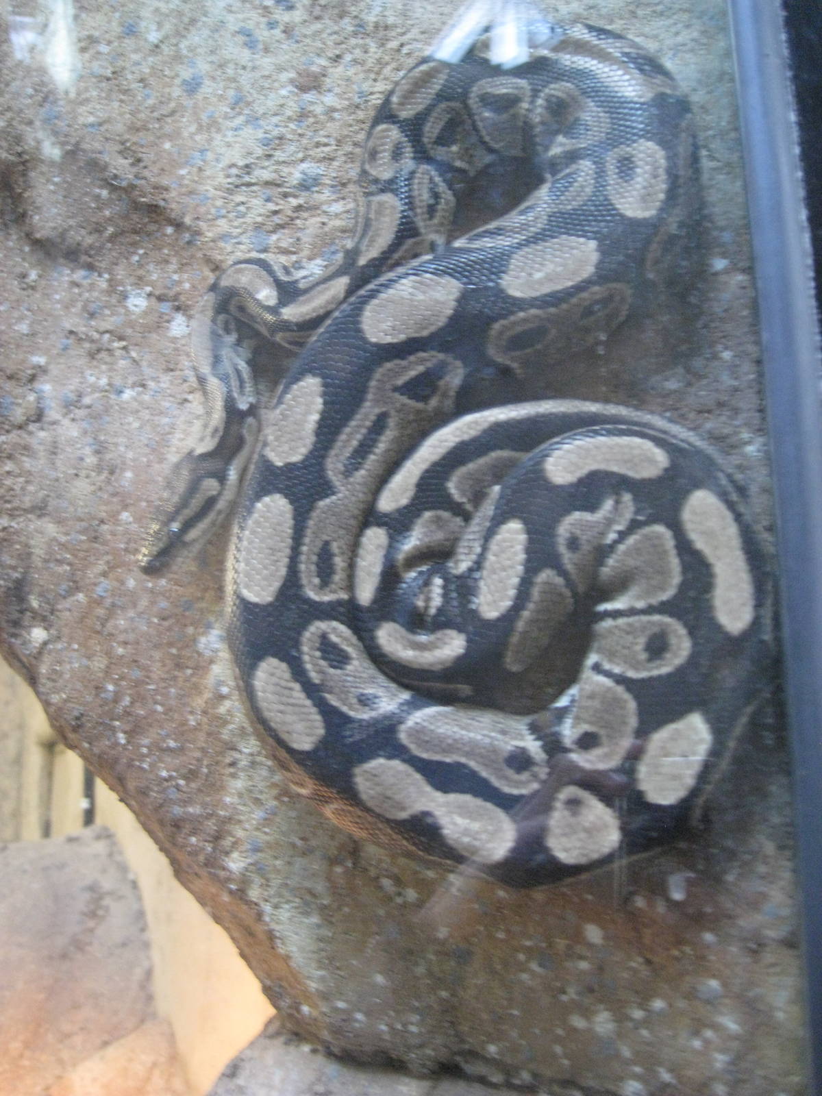 Ball Python