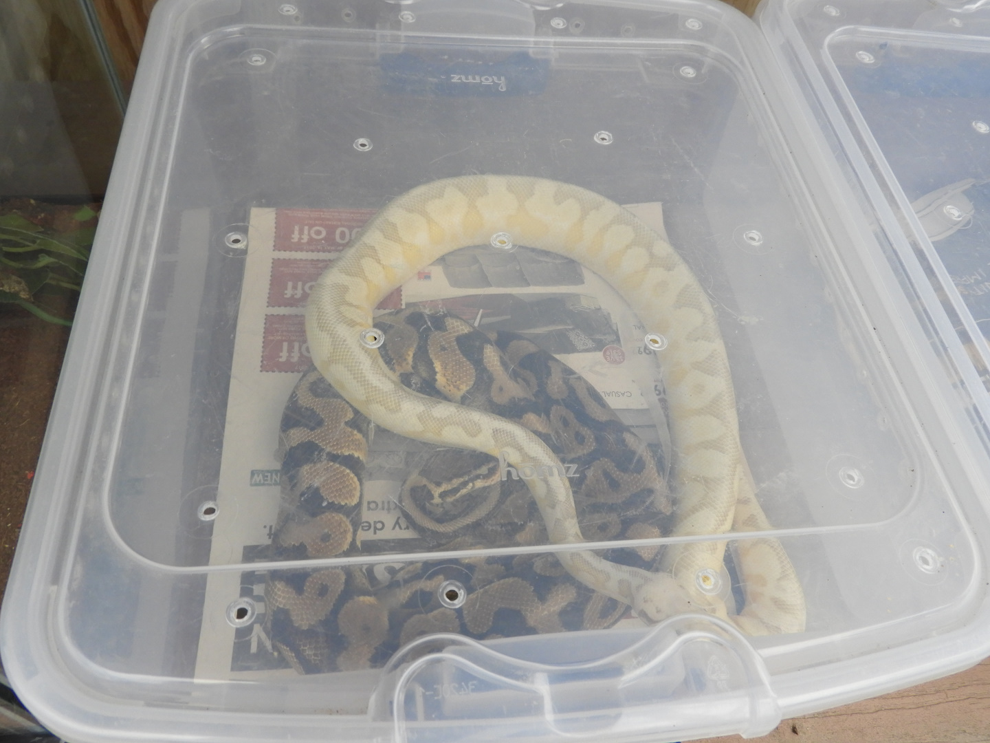 Ball Pythons (Python regius)