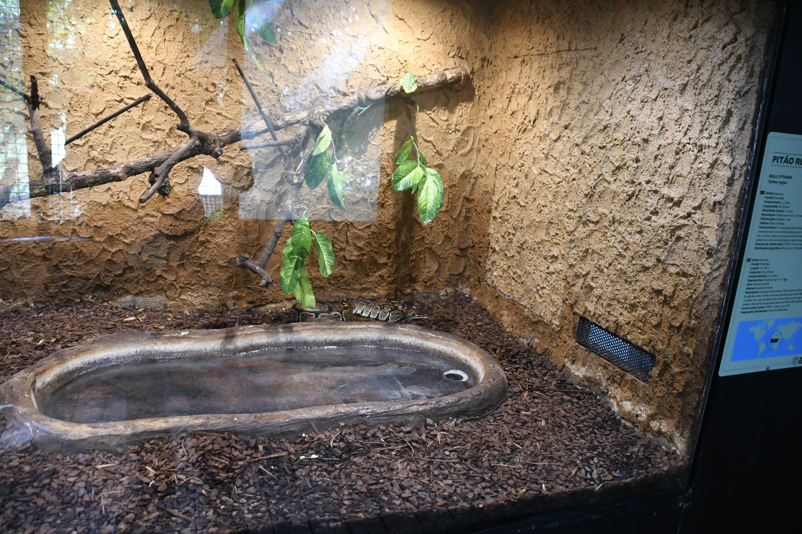 Ball Pythons tank (Reptile House)