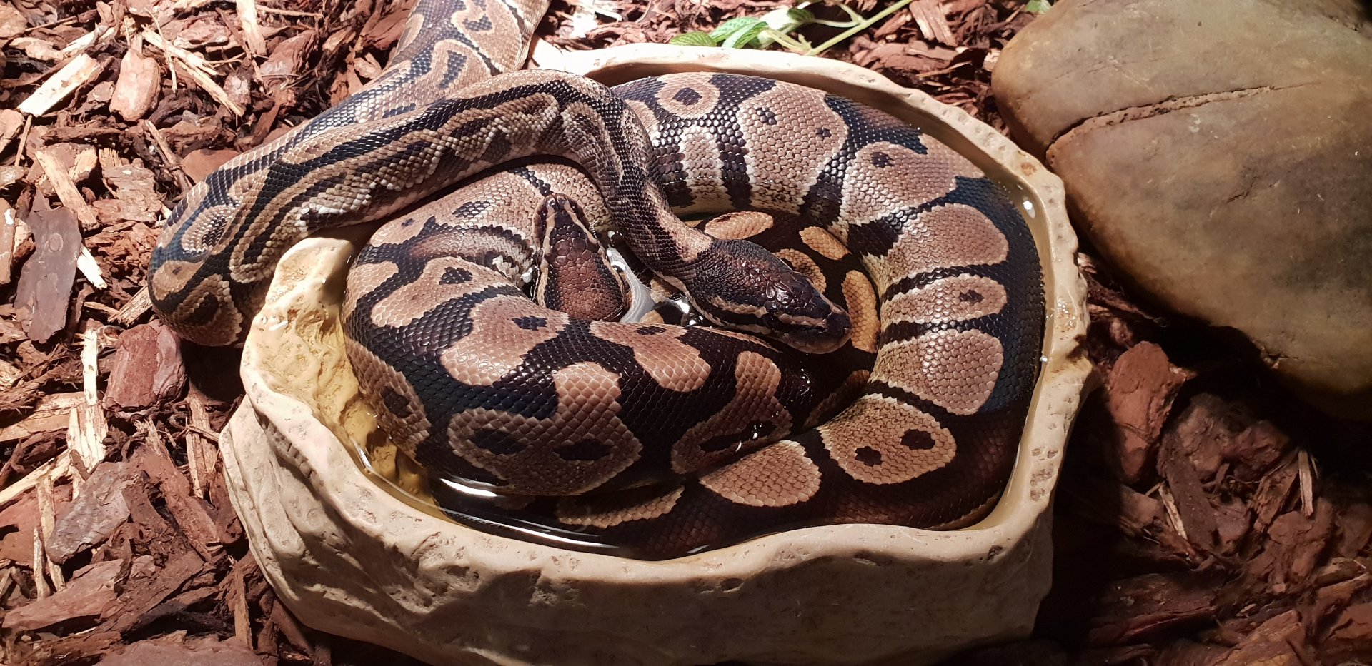 Ball pythons