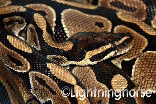 Ball_Python