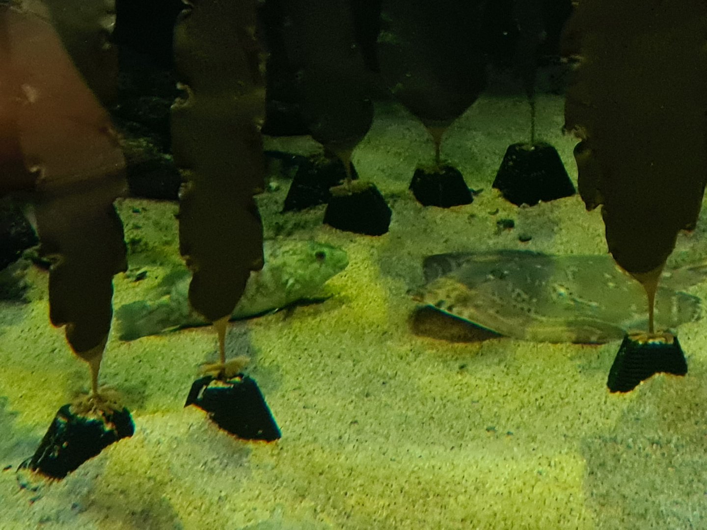 Ballan wrasse and Small-eyed skate in North Sea tank